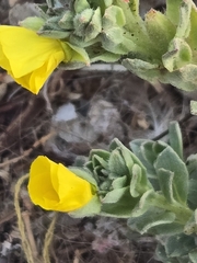 Camissoniopsis cheiranthifolia, photograph (c) Christopher Cooke, some rights reserved (CC BY)