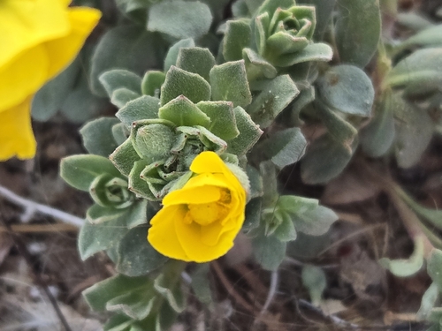 Camissoniopsis cheiranthifolia, photograph 6