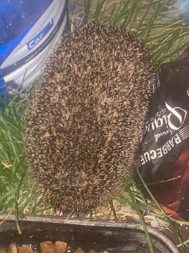 Common Hedgehog