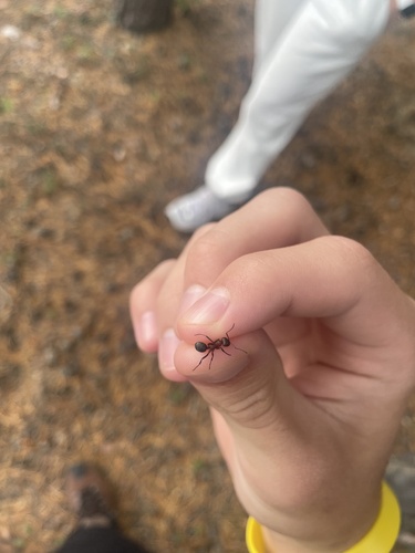 Blood-red Field Ant