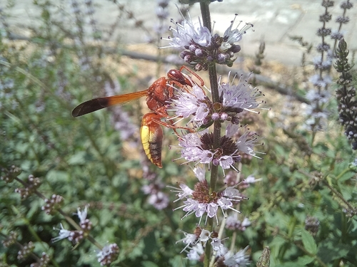 Rhynchium oculatum