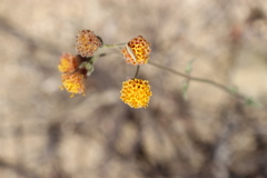 Bebbia atriplicifolia