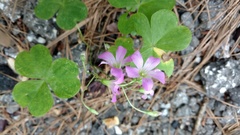 Ionoxalis