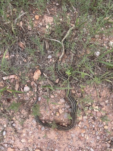 Common Garter Snake