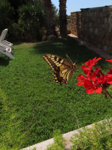 Old World Swallowtail