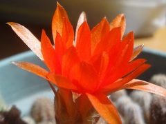 Lobivia silvestrii