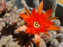 Lobivia silvestrii