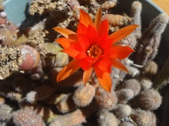 Lobivia silvestrii