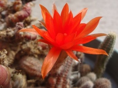Lobivia silvestrii
