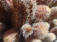 Lobivia silvestrii