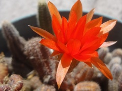 Lobivia silvestrii