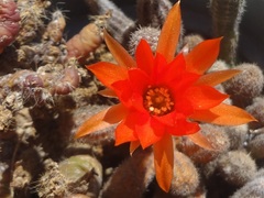 Lobivia silvestrii