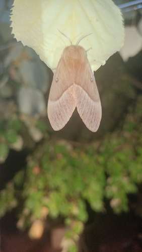 Oak Eggar