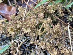 Cladonia multiformis