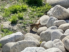 Sylvilagus audubonii