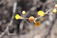 Bebbia atriplicifolia