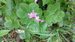 Ionoxalis