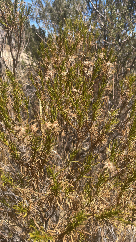 Ericameria linearifolia, 2026-08-17