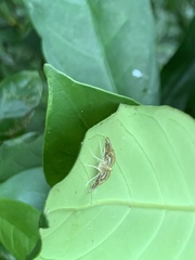 Paracymoriza cataclystalis