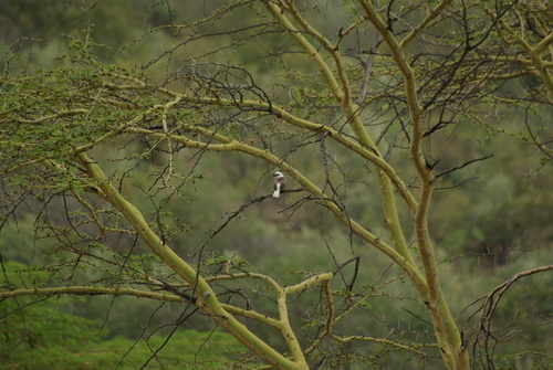 iNaturalist image