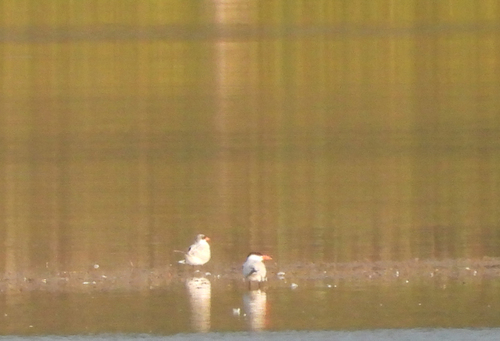 Caspian Tern