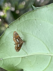 Paracymoriza cataclystalis