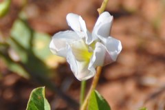 Acleisanthes