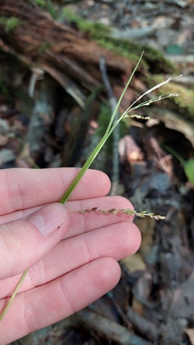 Carex gracillima