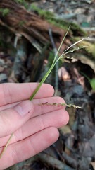 Carex gracillima