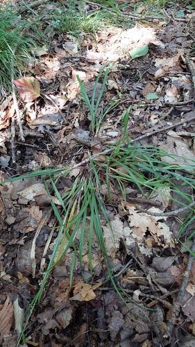 Carex gracillima, photograph 2