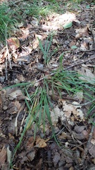 Carex gracillima, photograph author not stated, no rights reserved
