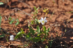 Acleisanthes