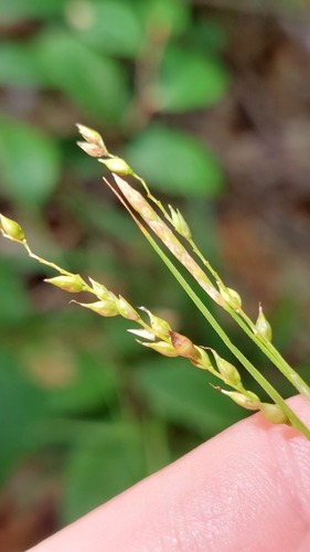 Carex arctata