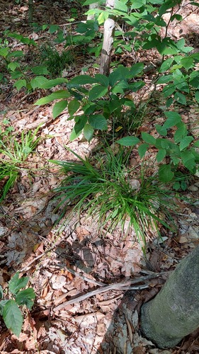 Carex arctata, photograph 2