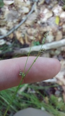 author not stated, no rights reserved Carex brunnescens, photograph author not stated, no rights reserved