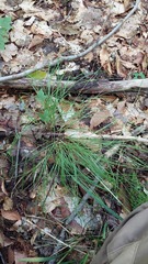 Carex brunnescens, photograph author not stated, no rights reserved