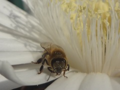 Apis mellifera