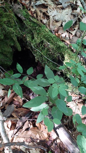 Lonicera canadensis, photograph 6