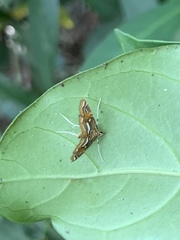 Paracymoriza cataclystalis