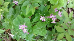 Ionoxalis