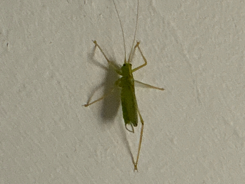 Oak Bush-cricket