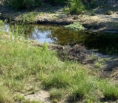 Sylvilagus audubonii