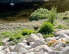 Sylvilagus audubonii