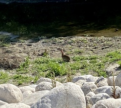 Sylvilagus audubonii