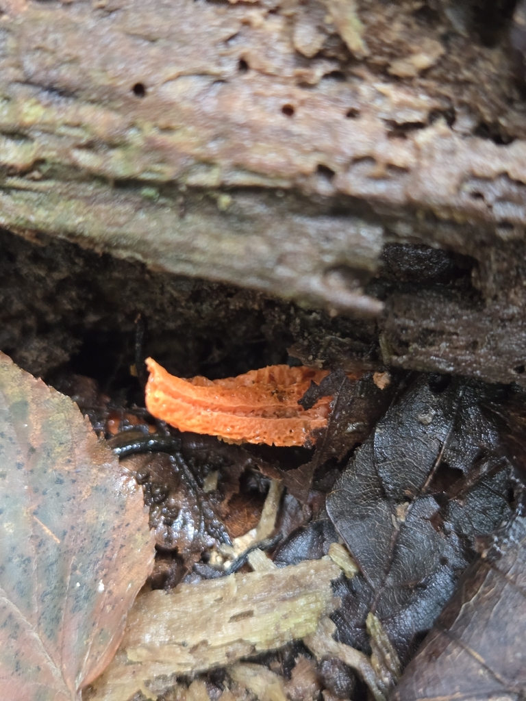 stinky squid · August 2026 · photo: Photo: (c) Alexander Diaz, some rights reserved (CC BY) · iNaturalist