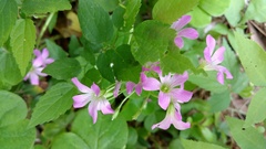 Ionoxalis