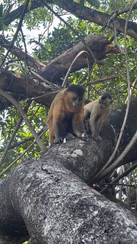 Black-striped Capuchin
