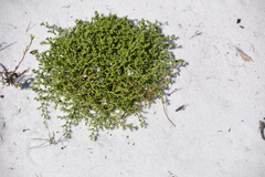 Paronychia chartacea chartacea