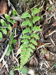 Athyrium anisopterum