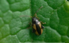 Phyllotreta ochripes